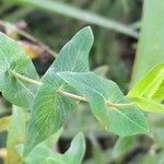 Hypericum caprifoliatum leaf picture by Trap Hers (cc-by-sa)