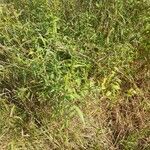 Ludwigia hyssopifolia habit picture by IMMORTAL_2209 (cc-by-sa)