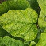 Catalpa bignonioides leaf picture by Jannis Ackermann (cc-by-sa)