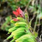 Castilleja nubigena flower picture by Fabien Anthelme (cc-by-sa)