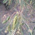Prosopis velutina leaf picture by Heather Van Shaar (cc-by-sa)