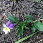 Viola tricolor habit picture by Hervé Rey (cc-by-sa)