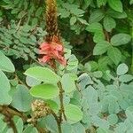 Indigofera swaziensis flower picture by susan brown (cc-by-sa)