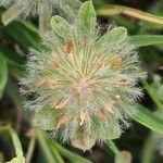 Trifolium cherleri leaf picture by Rosell Ramon (cc-by-sa)