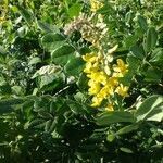 Sophora tomentosa habit picture by pedrogc -- (cc-by-sa)