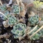 Draba tomentosa habit picture by Yoan MARTIN (cc-by-sa)