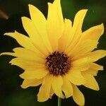 Helianthus x laetiflorus flower picture by Yvon REPÉRANT (cc-by-sa)