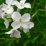 Cardamine pratensis leaf picture by Matthias Langner (cc-by-sa)