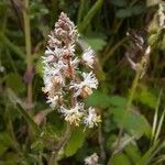 Reseda media flower picture by Pedroso Rui (cc-by-sa)