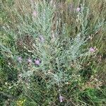 Centaurea stoebe habit picture by Frank Sundermeyer (cc-by-sa)