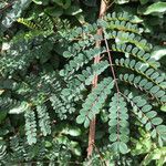 Albizia guillainii leaf picture by Zoé Thivet (cc-by-sa)