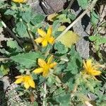 Mentzelia parvifolia habit picture by Trap Hers (cc-by-sa)