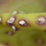 Opuntia humifusa leaf picture by norbert verneau (cc-by-sa)