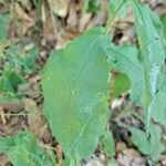 Hieracium prenanthoides leaf picture by Jean-Marie Frenoux (cc-by-sa)