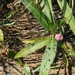 Persicaria amphibia leaf picture by Kat (cc-by-sa)