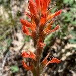 Castilleja pruinosa flower picture by Philippe Lopez (cc-by-sa)