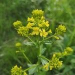 Barbarea orthoceras flower picture by Tristan Demone (cc-by-sa)
