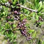 Schinus fasciculata fruit picture by Trap Hers (cc-by-sa)
