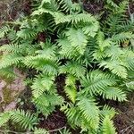 Polypodium cambricum habit picture by Sergio costantini (cc-by-sa)