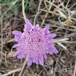 Scabiosa triandra flower picture by Altieri Michele (cc-by-sa)