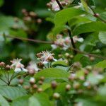 Tetracera indica flower picture by treron (cc-by-sa)