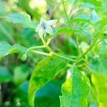Capsicum frutescens flower picture by Maxime Grn (cc-by-sa)