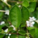 Volkameria inermis leaf picture by Jagadeeswaran Kannan (cc-by-sa)