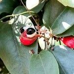 Paullinia elegans fruit picture by Trap Hers (cc-by-sa)