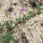 Erodium lebelii flower picture by hieracium eriophorum (cc-by-sa)