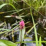 Persicaria amphibia flower picture by Síne McEllin (cc-by-sa)