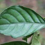 Psychotria cupularis leaf picture by R. Tournebize (cc-by-sa)