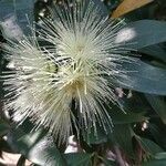 Syzygium jambos flower picture by Jamie Jamie (cc-by-sa)