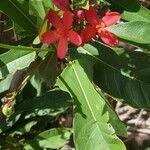 Jatropha integerrima flower picture by Enthu Gardner (cc-by-sa)