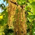Quercus rubra flower picture by Kai Best (cc-by-sa)