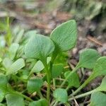 Claytonia rubra leaf picture by Kyle Rector (cc-by-sa)