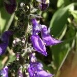 Plectranthus amboinicus flower picture by richard gautier (cc-by-sa)
