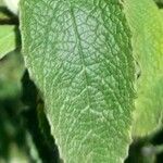 Buddleja stachyoides leaf picture by Trap Hers (cc-by-sa)
