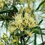 Tripodanthus flagellaris flower picture by Trap Hers (cc-by-sa)