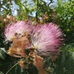 Albizia julibrissin flower picture by Lina Guidi (cc-by-sa)