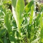 Papaver argemone leaf picture by Mariachiara z (cc-by-sa)