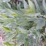Tanacetum balsamita leaf picture by Evaristo Higueruels (cc-by-sa)