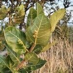Ficus glumosa leaf picture by susan brown (cc-by-sa)