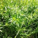 Galium mollugo leaf picture by userNat (cc-by-sa)