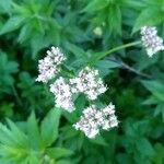 Valeriana officinalis flower picture by Olivier Dethier (cc-by-sa)