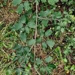 Rubus winteri habit picture by Jean-René Girardeau (cc-by-sa)