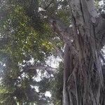 Ficus microcarpa habit picture by Ofe Ilu Odde (cc-by-sa)