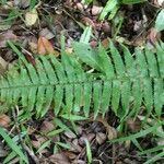 Arthropteris orientalis leaf picture by J. Champ (cc-by-sa)