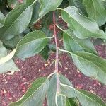 Malus baccata leaf picture by george palickar (cc-by-sa)