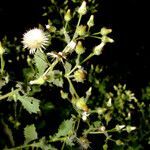Pseudoconyza viscosa (mill.) d'arcy flower picture by Nelson Zamora Villalobos (cc-by-nc)