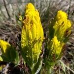Castilleja levisecta flower picture by Ethan Greer (cc-by-sa)